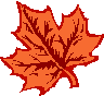 Maple Leaf